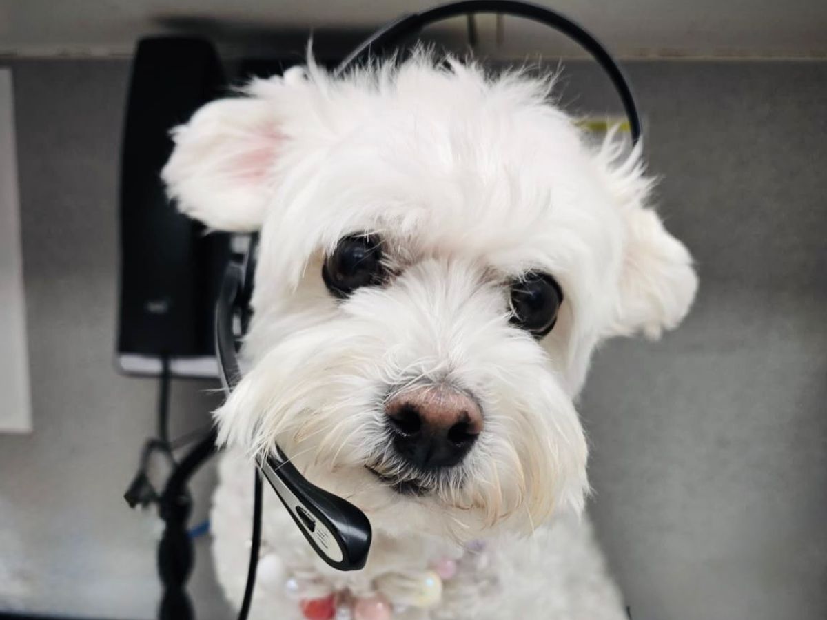 A fluffy white dog wearing a headset and a beaded necklace sits in front of a desk with a phone