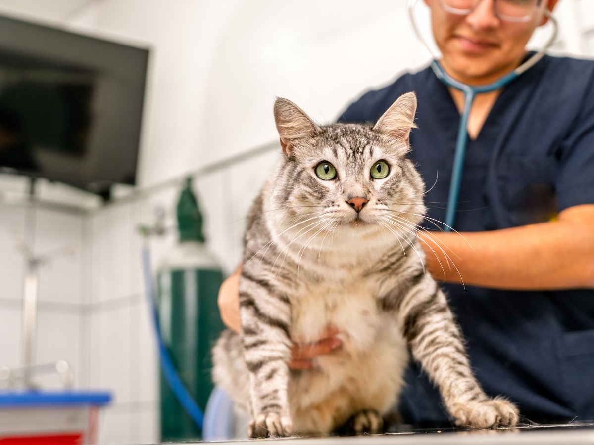 A gray tabby cat with green eyes sits on a table while a veterinarian in a blue scrub suit examines it with a stethoscope
