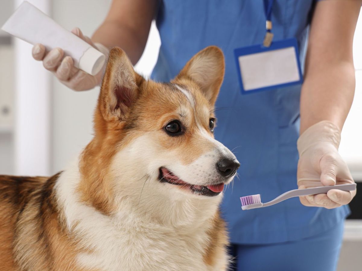 Corgi watching dog toothbrush A veterinarian in blue scrubs and gloves holds a toothbrush with purple toothpaste towards a corgi dog