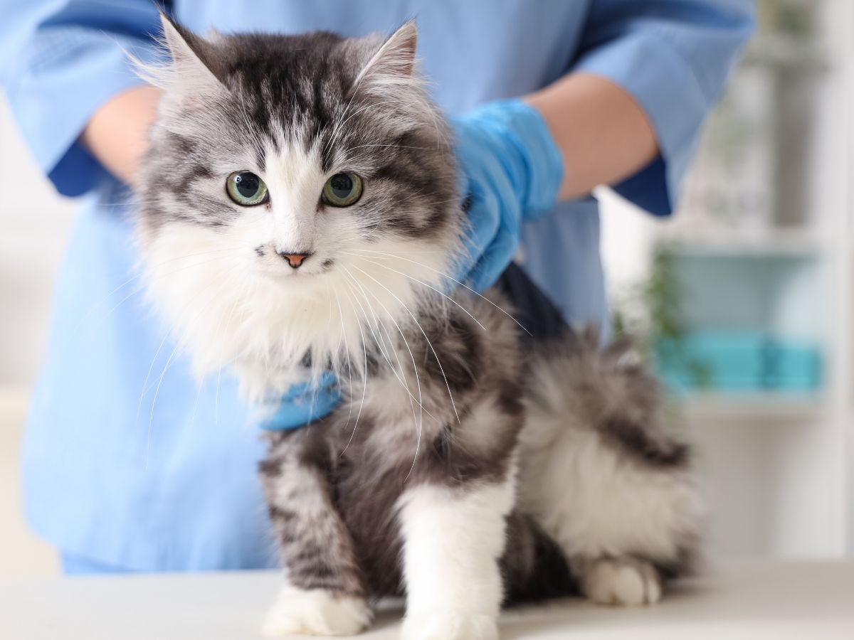 Fluffy cat vet examination A fluffy gray and white cat with green eyes sits on a white surface while being held by a person wearing blue gloves and a blue medical scrub