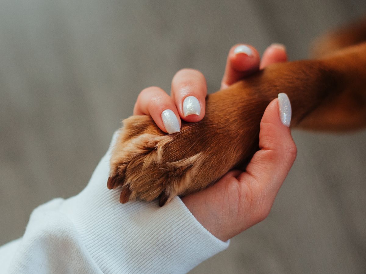 Human hand holding dog paw A person's hand with white nail polish gently holding a dog's paw