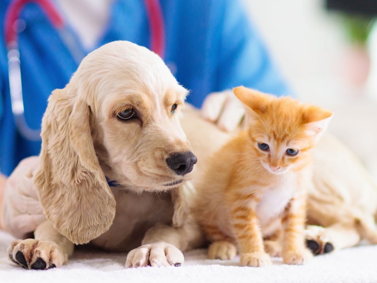 Puppy and kitten at vet A light colored dog and an orange kitten are lying down next to each other on a table with medical supplies, while a person in blue scrubs and a stethoscope