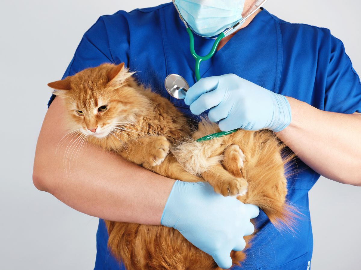 Vet examining cat with stethoscope A veterinarian wearing a mask, gloves, and blue scrubs holds an orange cat and listens to its chest with a stethoscope