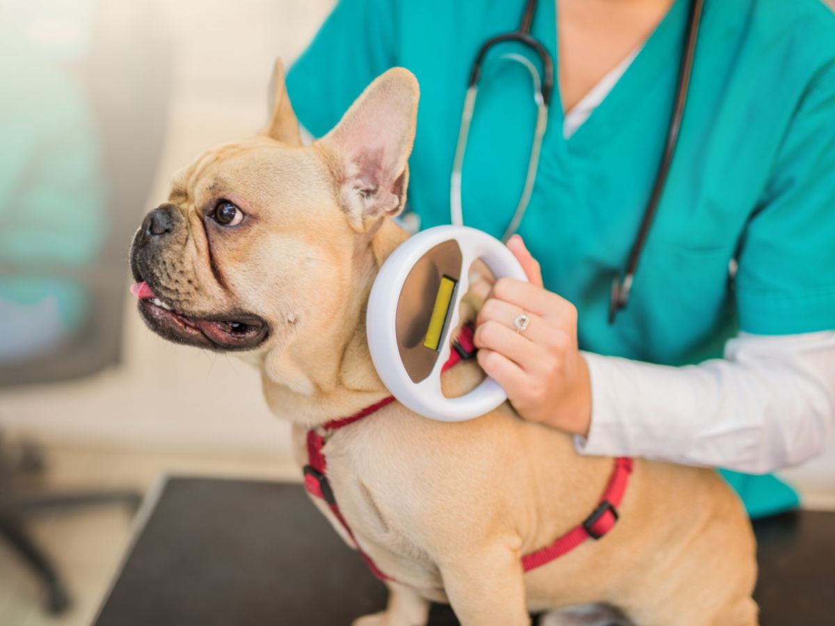 Veterinarian microchipping a French Bulldog A veterinarian wearing a teal scrub suit and stethoscope scans a French bulldog with a handheld device
