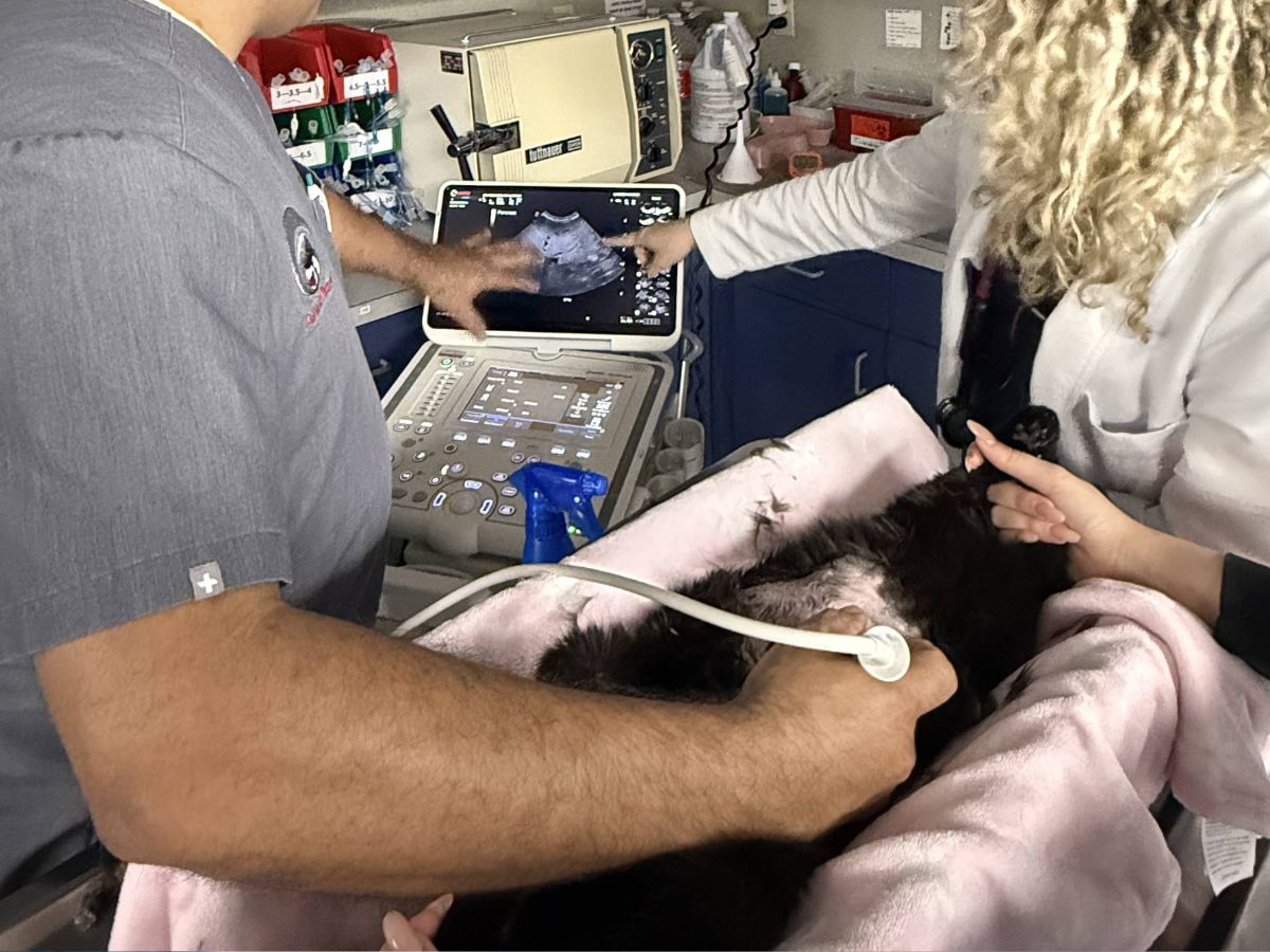 Veterinarians performing cat ultrasound Two individuals in a veterinary clinic are performing an ultrasound on a black animal. They are looking at the ultrasound screen which displays an image of an internal organ