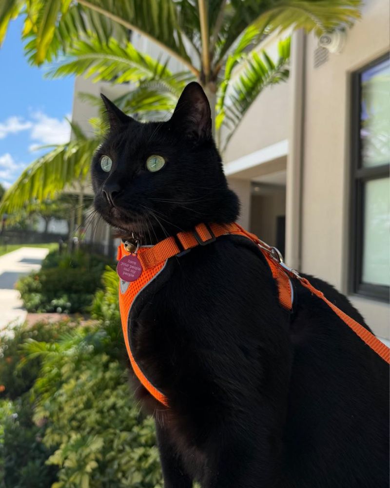 A black cat with green eyes wears an orange harness 