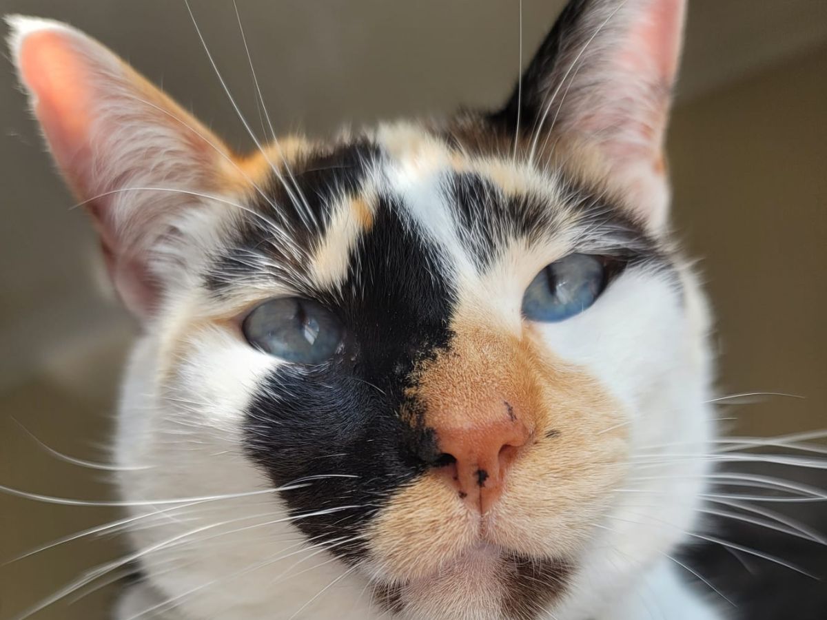 A calico cat with bright blue eyes looks directly at the camera
