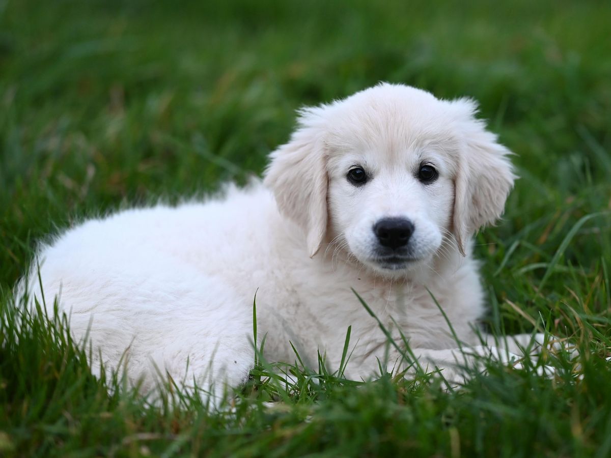 A fluffy white puppy with dark eyes lies on green grass A fluffy white puppy with dark eyes lies on green grass