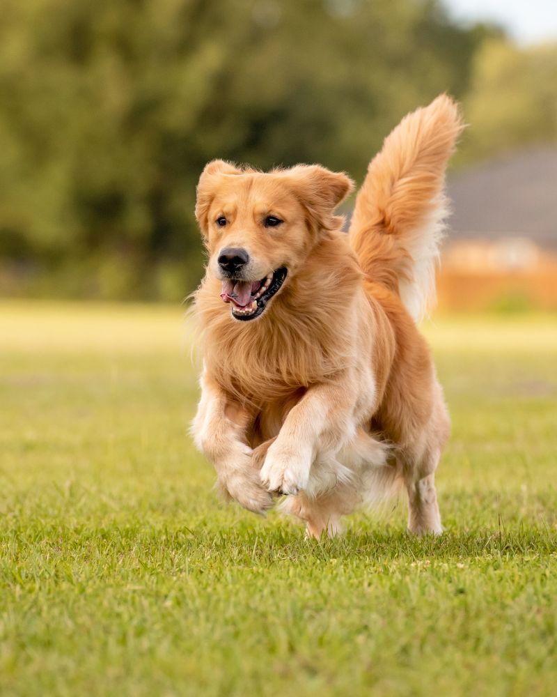 A golden retriever dog is running across a grassy field with its mouth open and tail up