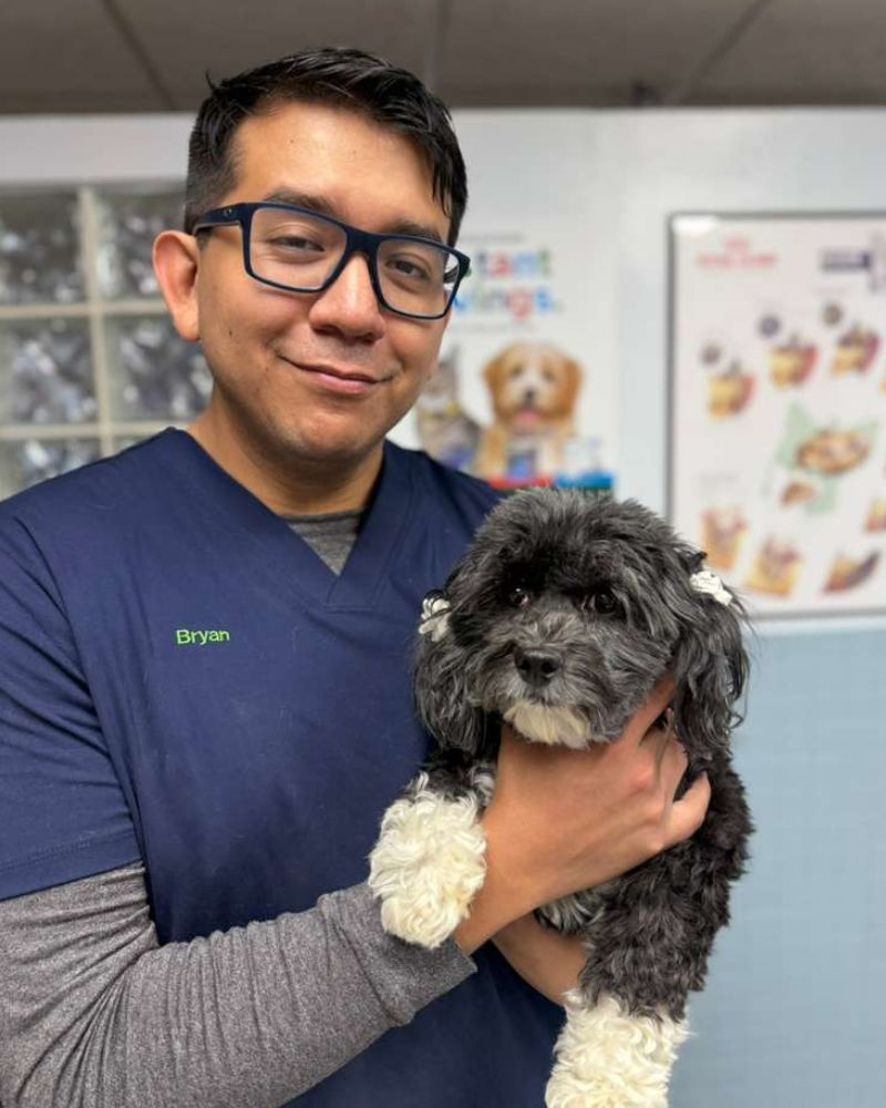 A person wearing blue scrubs and glasses holds a small black and white dog with bows in its ears A person wearing blue scrubs and glasses holds a small black and white dog with bows in its ears