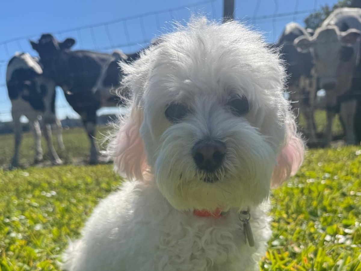 A small white dog with curly fur sits in green grass A small white dog with curly fur sits in green grass