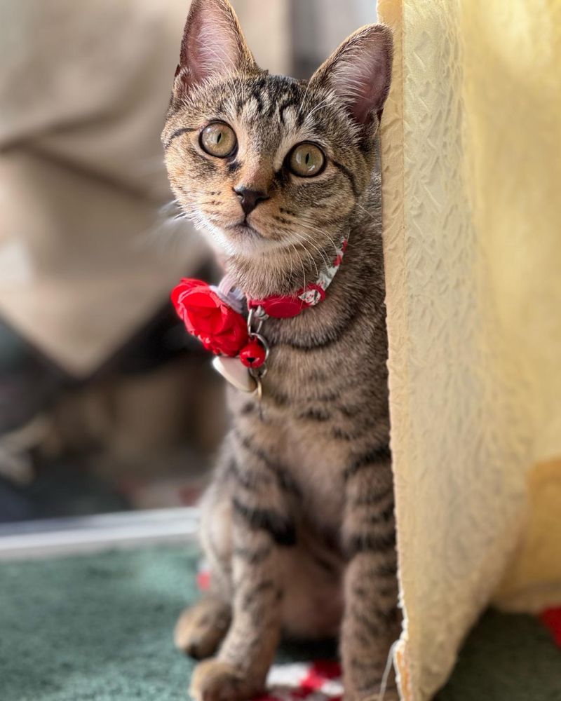 A tabby cat wearing a red floral collar sits next to a yellow curtain
