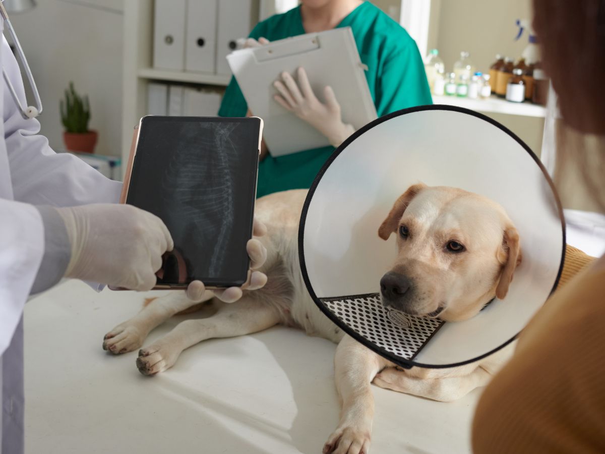 A veterinarian holds up an Xray for a dog wearing a cone collar, A veterinarian holds up an X-ray for a dog wearing a cone collar,