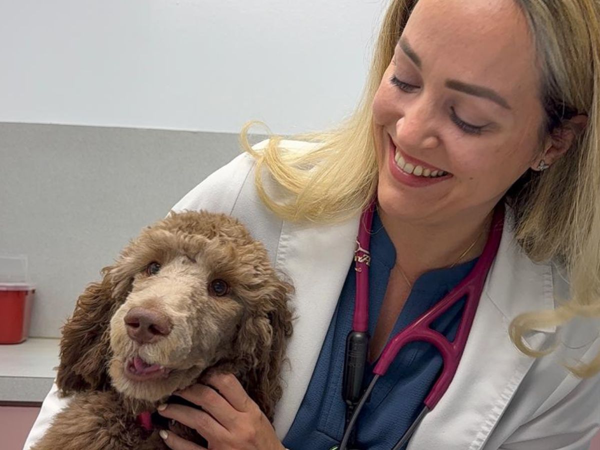 A veterinarian in a white coat smiles as she holds a brown poodle with a pink collar