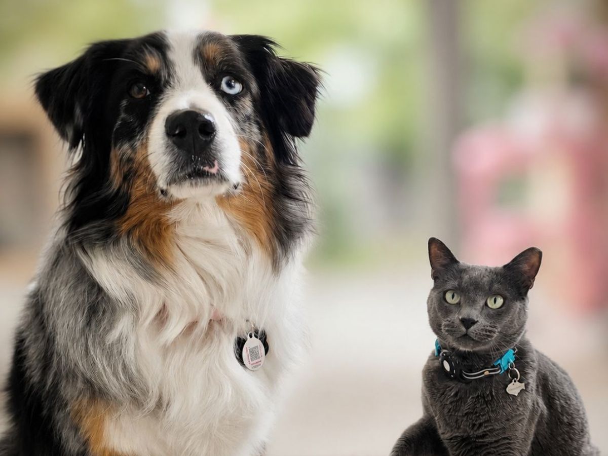 An Australian Shepherd dog and a gray cat sit on a mat An Australian Shepherd dog and a gray cat sit on a mat