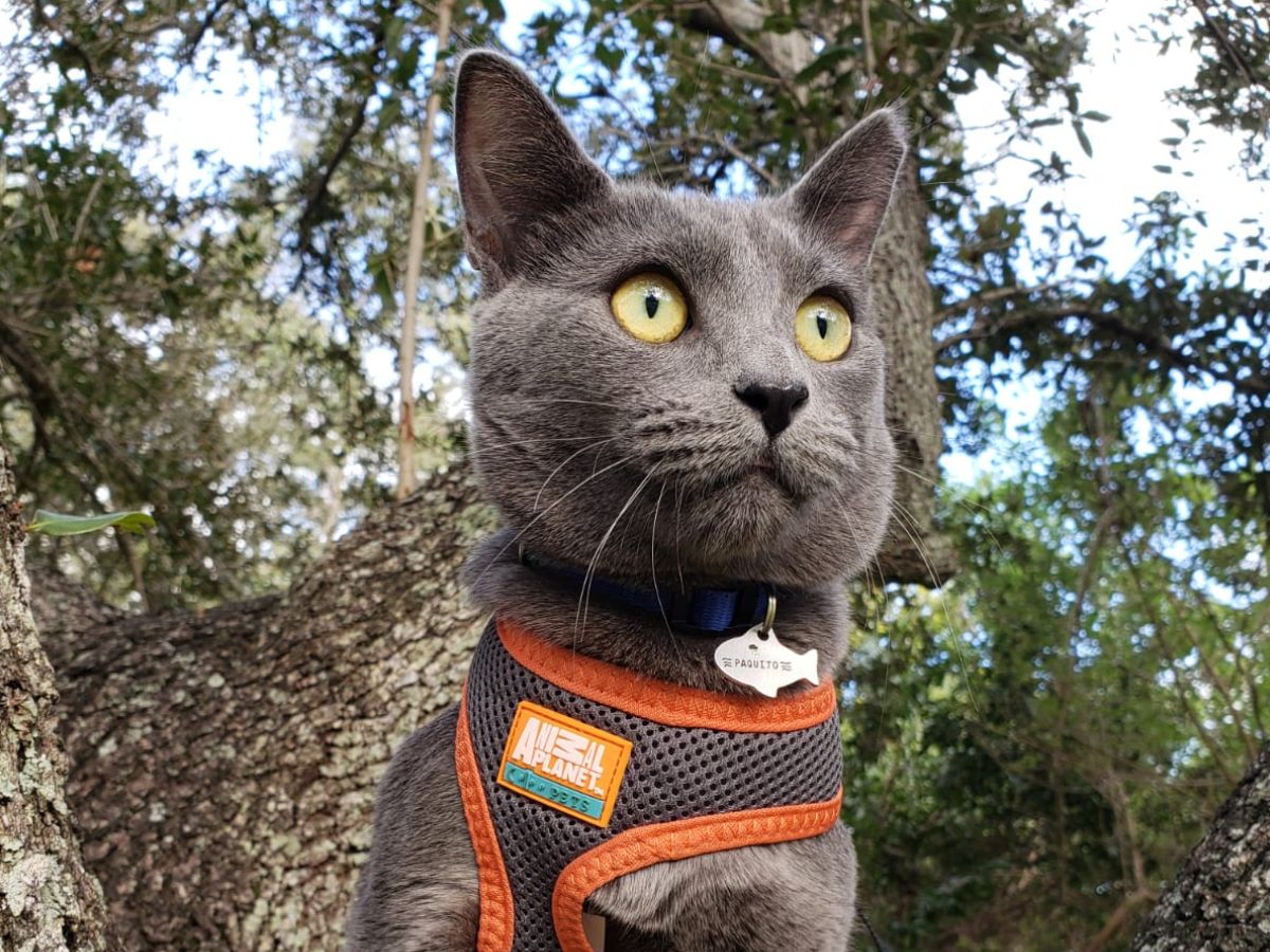 A gray cat with bright yellow eyes sits on a tree branch wearing a gray and orange harness and a blue collar with tags