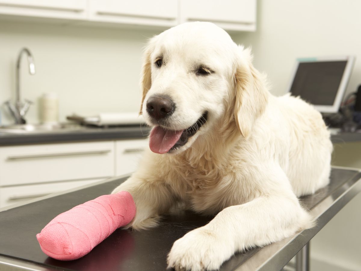 A light colored dog with a pink bandage on its front paw rests on a metal examination table