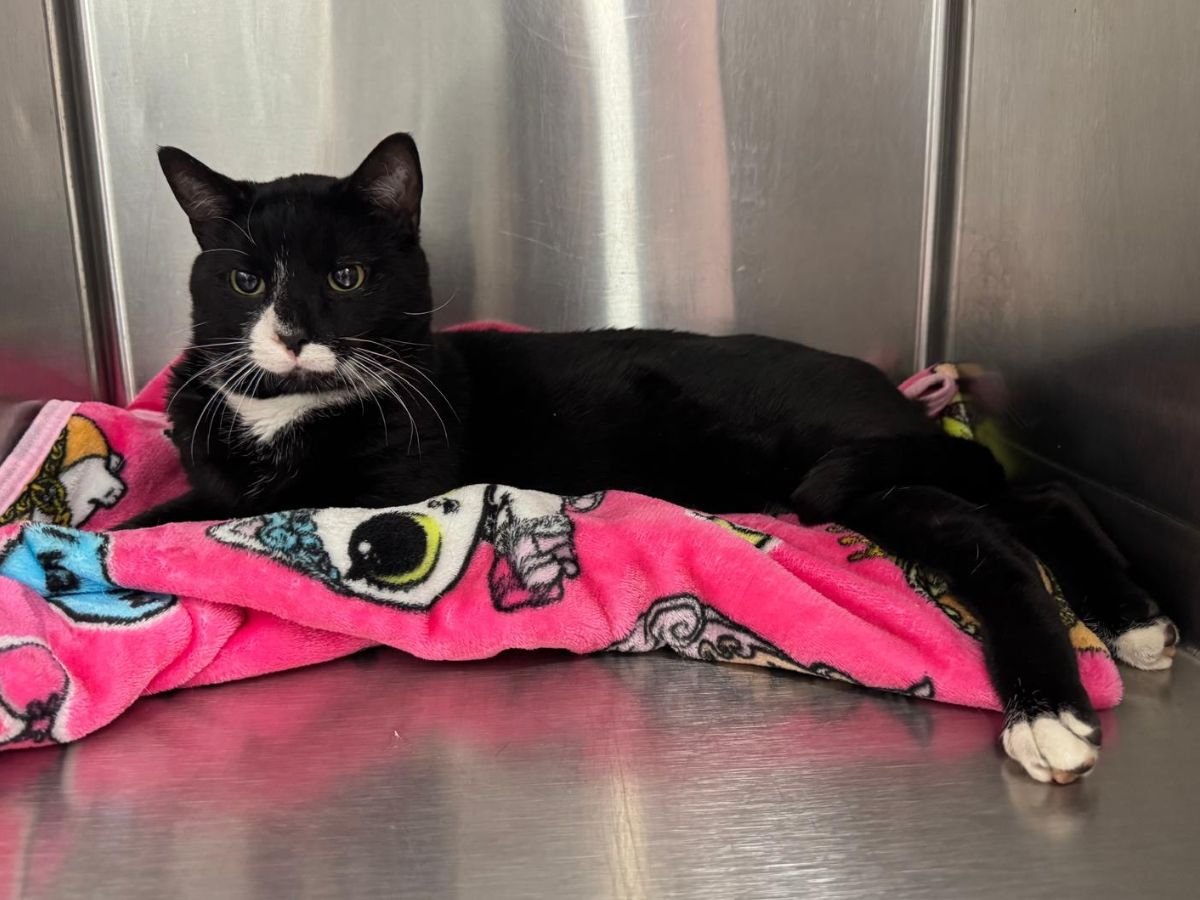 Tuxedo cat with green eyes A black and white cat with white whiskers and chest lies on a pink blanket with cartoon characters