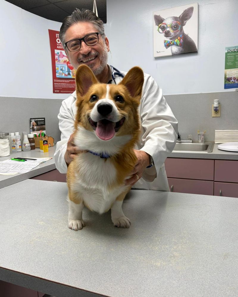 A smiling veterinarian in a white coat holds a happy corgi dog on an examination table