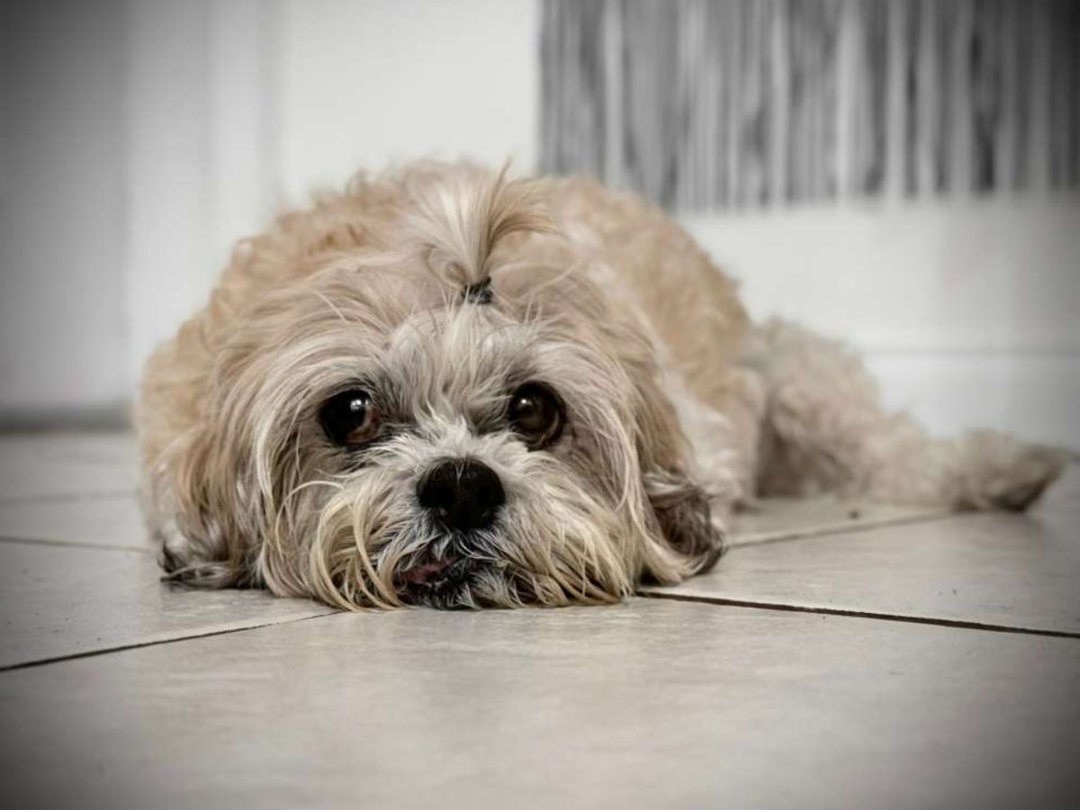 cute shih tzu dog lying cute shih tzu dog lying