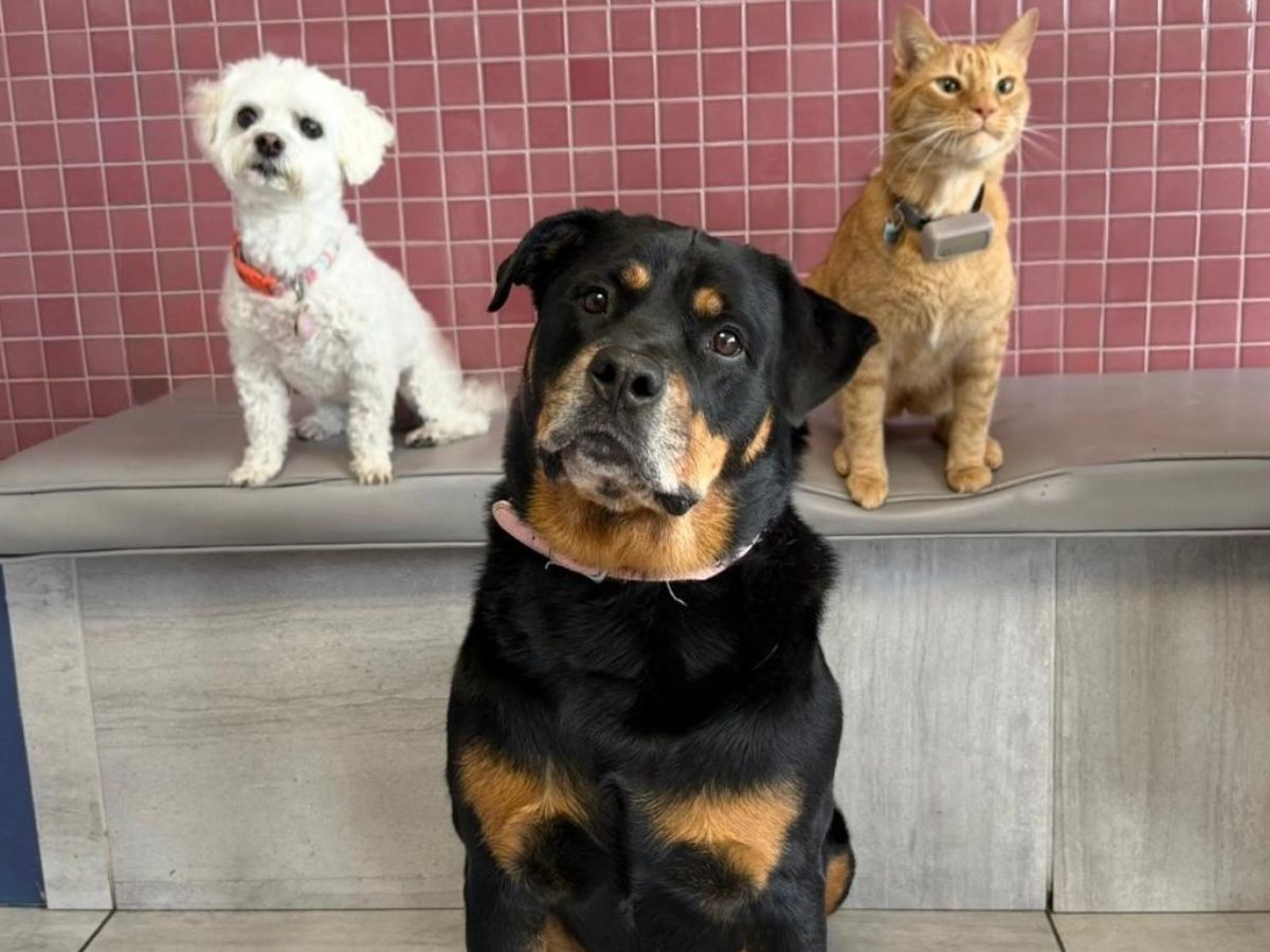 A Rottweiler sits in front of a white poodle and an orange cat on a bench A Rottweiler sits in front of a white poodle and an orange cat on a bench