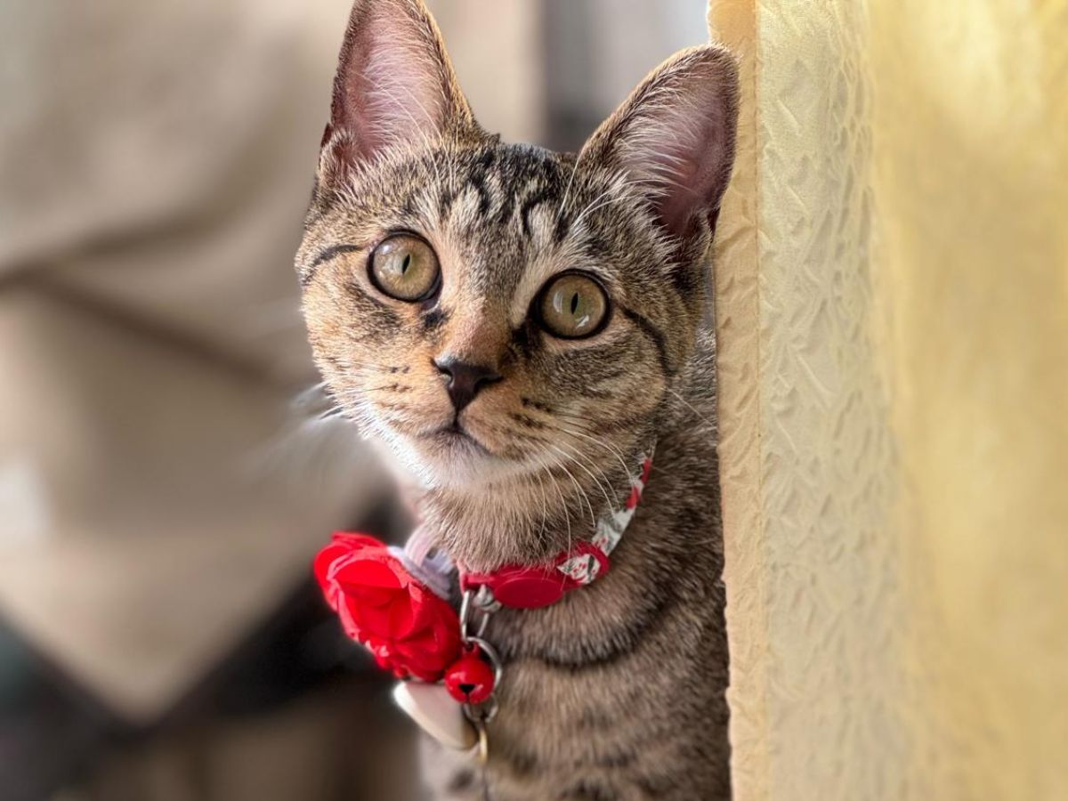 A tabby cat with a red floral collar peeks out from behind a yellow curtain A tabby cat with a red floral collar peeks out from behind a yellow curtain