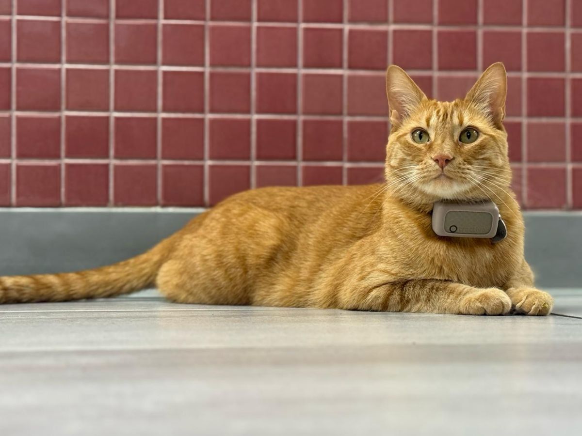 An orange tabby cat with a GPS tracker on its collar lies on a tiled floor in front of a red tiled wall
