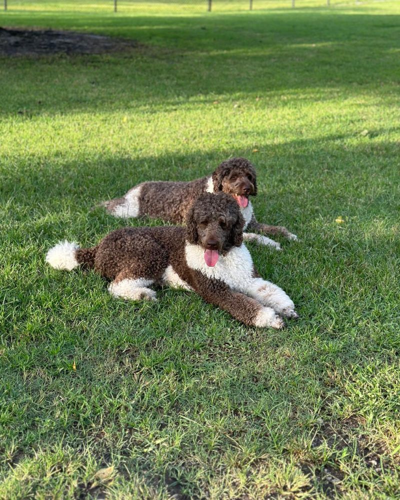 Two brown and white dogs lying down on a grassy field