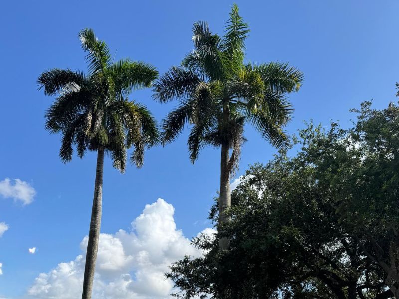 two palm trees blue sky two palm trees blue sky